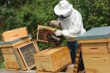 Les abeilles : petites mains de la biodiversite